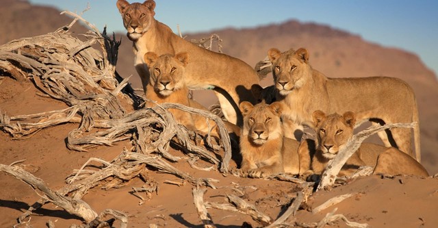 Desert Warriors: Lions of the Namib