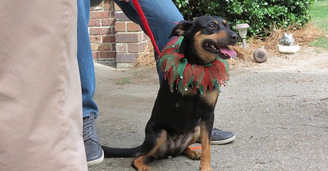 Il faut sauver les chiens de Noël