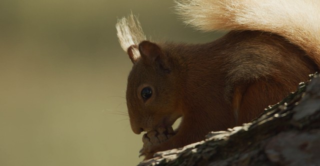 Scozia: natura selvaggia per quattro stagioni