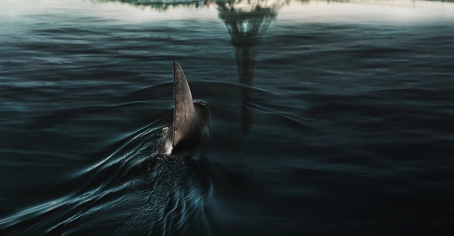 Im Wasser der Seine