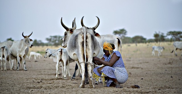 La planète lait