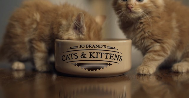 Jo Brand's Cats & Kittens