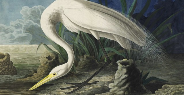 Audubon