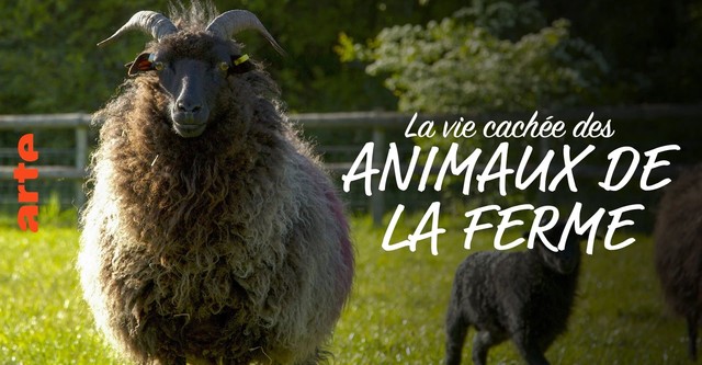 La vie cachée des animaux de la ferme