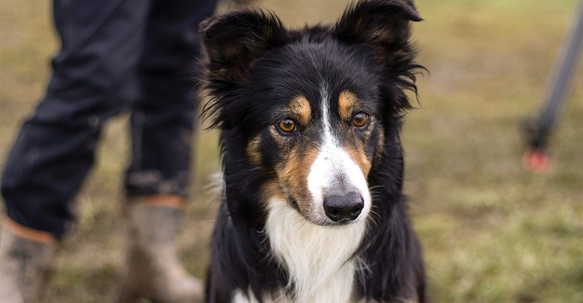 Sheepdog Showdown