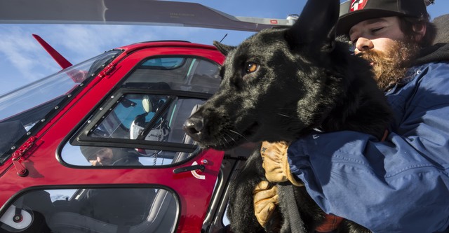Superpower Dogs