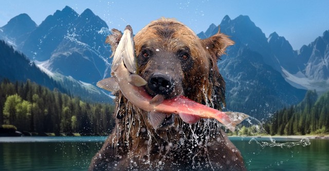 The Hungry Games: Alaska's Big Bear Challenge