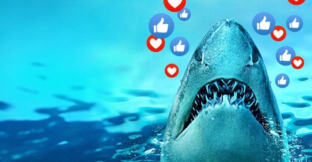 Sharks Gone Viral