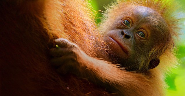 Das geheime Leben der Orang-Utans