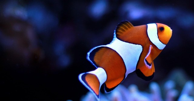 Children's Aquarium: Finding the Real Nemo & Dory