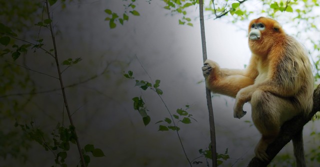 Recuerdos de un langur chato dorado