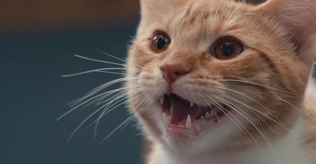 Inside the Mind of a Cat