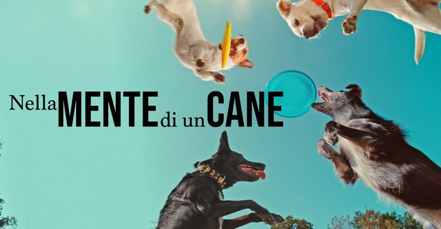 En la mente de un perro