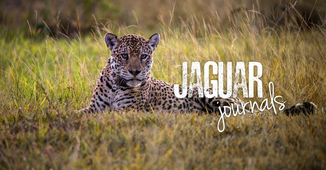 Jaguar Journals