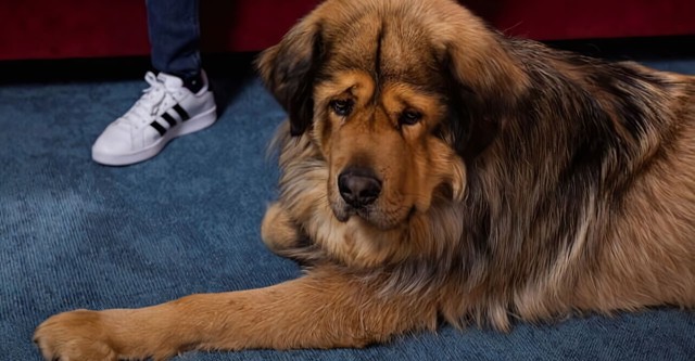 Nom d'un chien ! Le plus beau c'est le mien