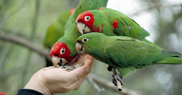 The Wild Parrots of Telegraph Hill