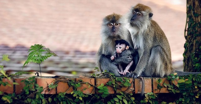 Macaque Island