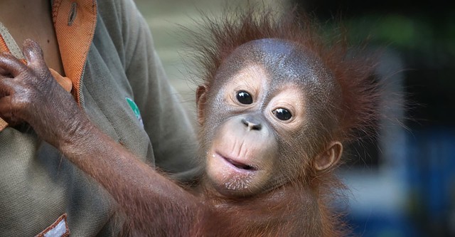 Meet the Orangutans