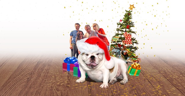 Eine Bulldogge zu Weihnachten