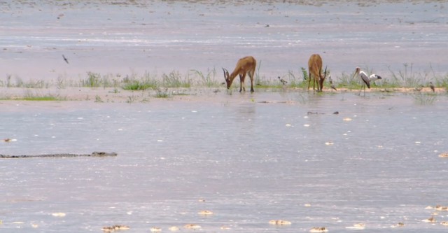 African River Wild