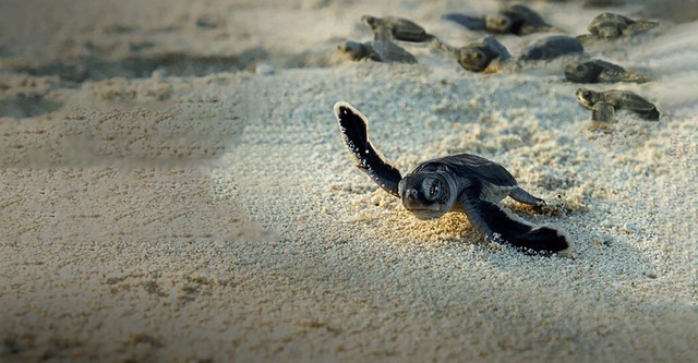 Unglaubliche Tierwanderungen