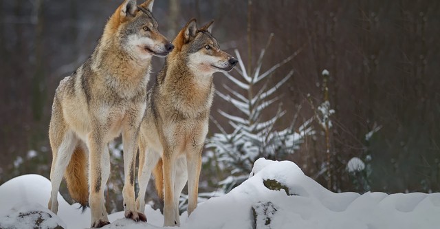 Wolves: A Legend Returns to Yellowstone