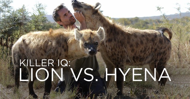 Killer IQ: Lion vs. Hyena