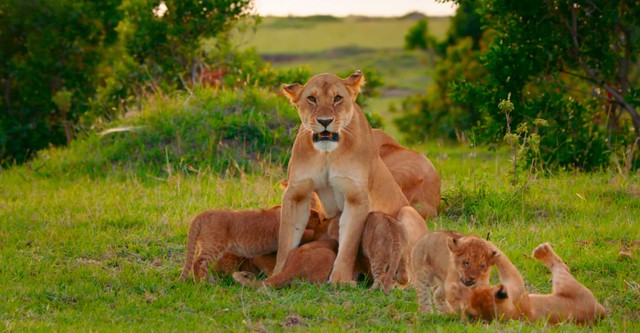 Brotherhood of Lions