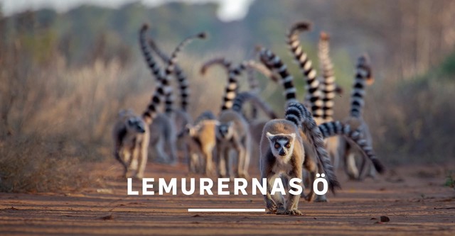 Madagascar : les gangs de lémuriens