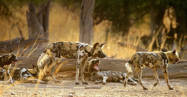 Wild Dogs: Running with the Pack