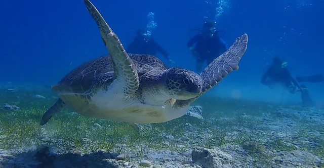 Deep Dive Australia