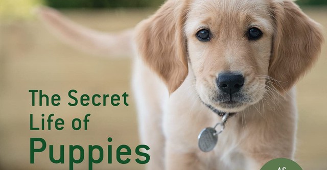 Secret Life of Puppies