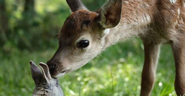 Bambi, l'histoire d'une vie dans les bois