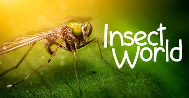 Insect World