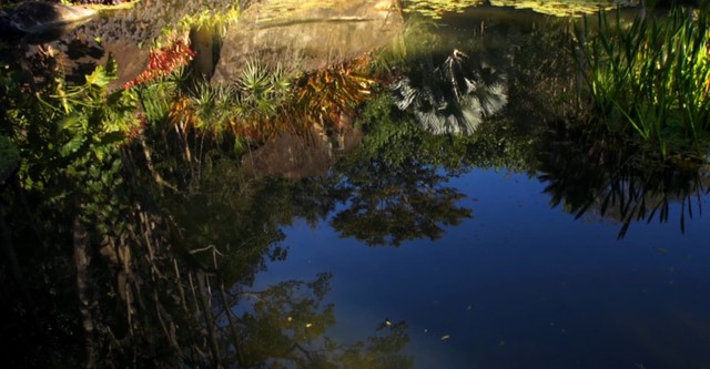 Expedições Burle Marx