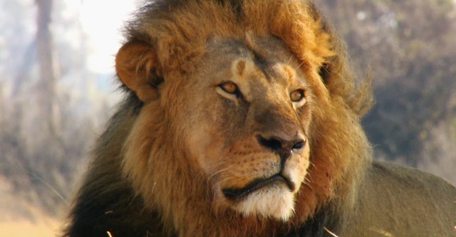 Cecil: The Legacy of a King