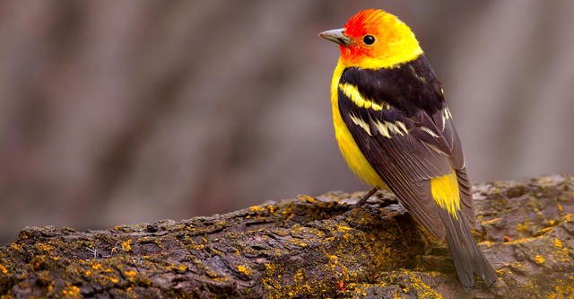 The National Geographic Guide to Birding in North America