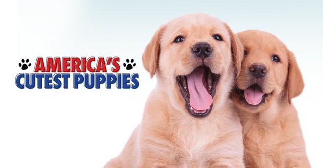 America's Cutest Puppies