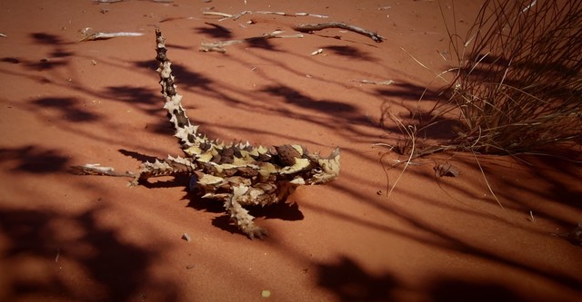 Deadly Australians