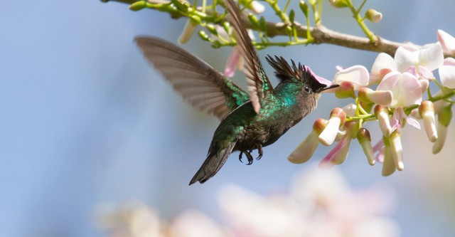 Santuari della natura