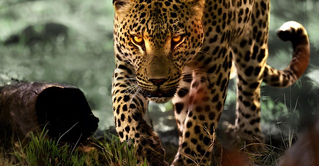 Leopárdok nyomában