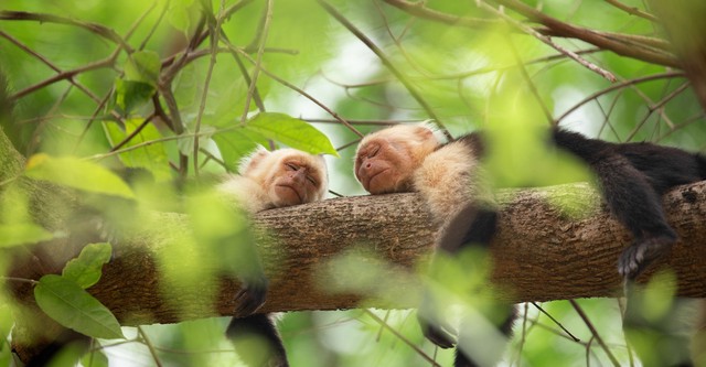 動物たちの秘密の生態