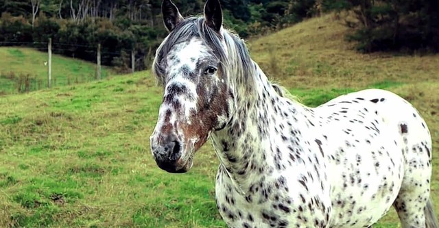 Echte Appaloosa