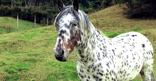 Le Véritable Appaloosa