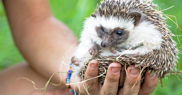 Malawi Wildlife-Rescue