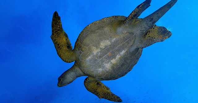 Wild Galápagos