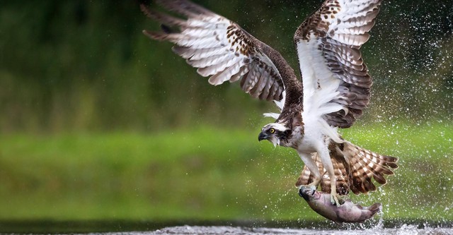 Osprey: Sea Raptor