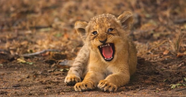 As Novas Crianças da Selva