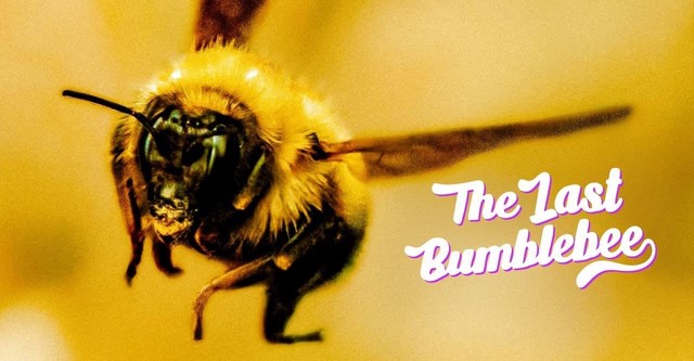 The Last Bumblebee