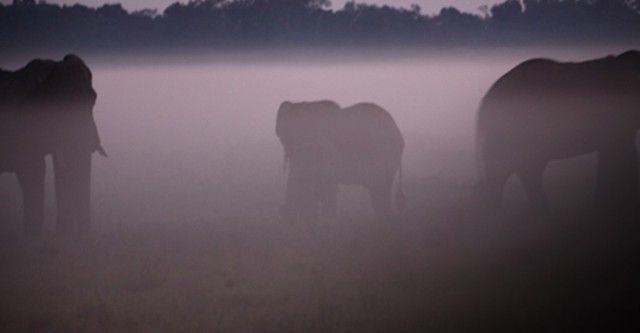 Elephants, the twilight of the giants